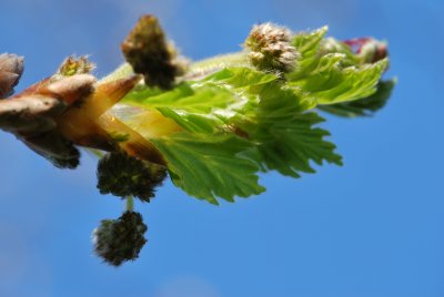 Fagus sylvatica 'Quercifolia' - buk lesní 'Quercifolia'- jarní list a květ